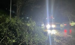 Sakarya'da şiddetli rüzgar nedeniyle yola devrilen ağaç ulaşımı aksattı