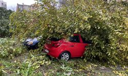 Tekirdağ'da devrilen ağaç park halindeki 3 otomobile zarar verdi